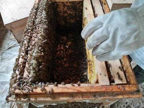 一箱蜜蜂一次取多少斤蜜