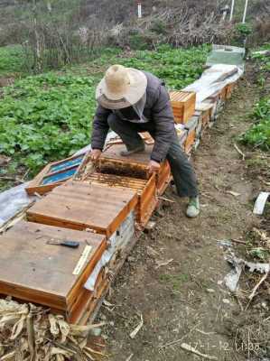 春繁蜂换蜂箱温度多少度_蜜蜂春繁蜂箱温度多少