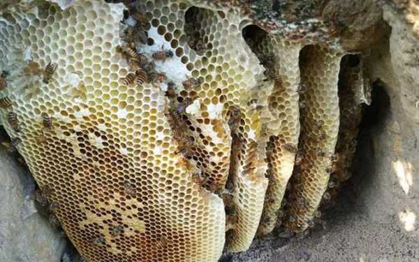  蜂巢蜜蜂吃了是什么回事「蜜蜂巢吃了有什么好处」