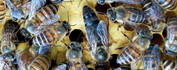 中蜂冬天几度需要外保温-中蜂晚上多少度开始保温
