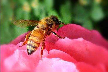 蜜蜂要多少工蜂才行（蜜蜂几公里采蜜）