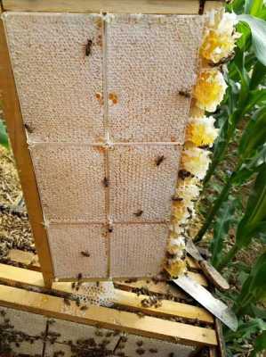 蜂巢怎么取蜜在家