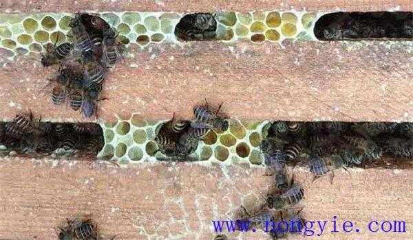 中蜂交尾群需要多少工蜂