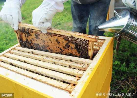 一箱蜜蜂出多少蜜,一箱蜜蜂能产多少斤蜂蜜 