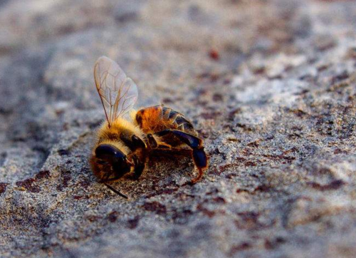 蜜蜂在多少度下就死了?