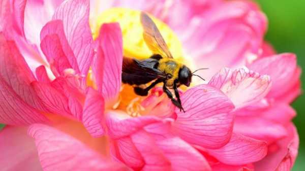  蜜蜂为什么爱采蜜「蜜蜂为什么会采蜜呢」