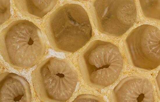 蜜蜂的卵长的什么样子
