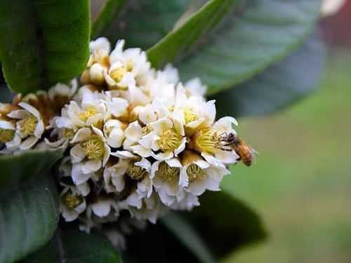 蜜蜂产枇杷蜜要多少度天气_枇杷蜂蜜什么时候产的