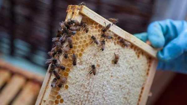 一斤意蜂蜜喂中蜂能剩下多少（一斤蜜蜂一天吃多少蜜）