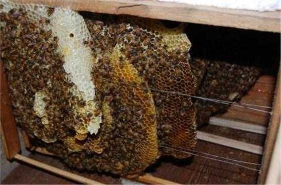 一箱中蜂一天能产多少蜜?-一箱中蜂一次摇多少蜜