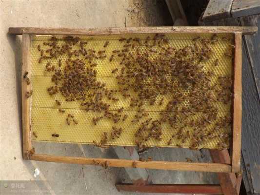 人工蜜蜂巢怎么做（人造蜜蜂巢）