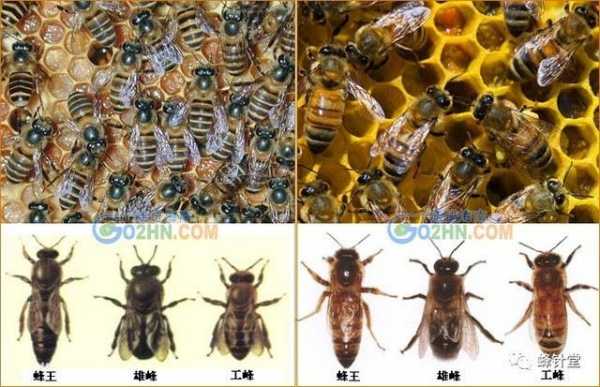  怎么区别中华蜂「中华蜂分类」