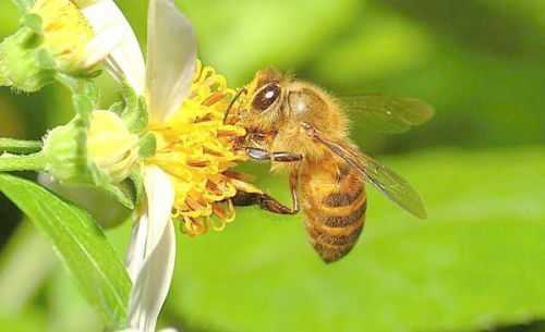 米蜜蜂采蜜多少公里（蜜蜂采蜜几公里）