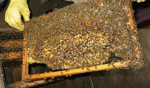 蜂场里的蜜能达到多少度（蜂场蜂蜜多少钱一斤）