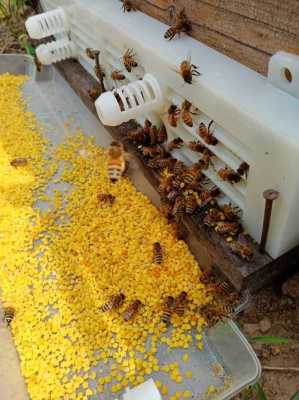 密蜂怎么喂花粉（蜜蜂怎样喂蜂花粉）