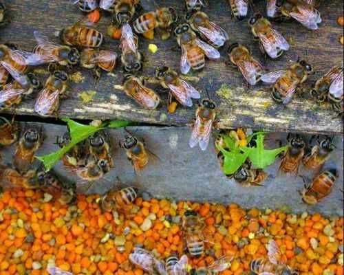 密蜂怎么喂花粉（蜜蜂怎样喂蜂花粉）