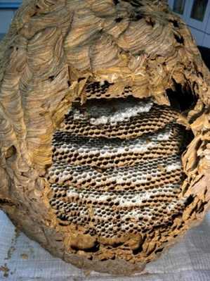 空的野蜂巢怎么吃（野蜂巢有用吗）