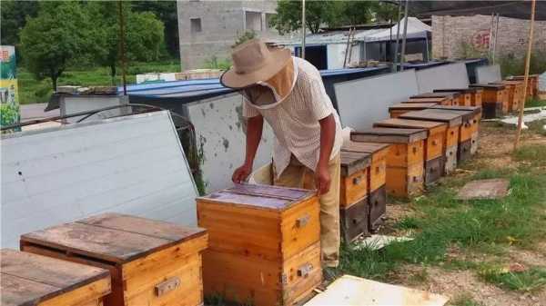 一箱蜂能出多少斤蜜