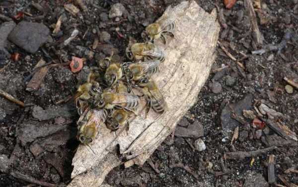 发现野生蜜蜂怎么捕获-发现野生的蜜蜂怎么去养殖