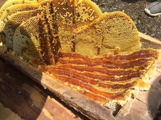 蜂蜜一年采多少次