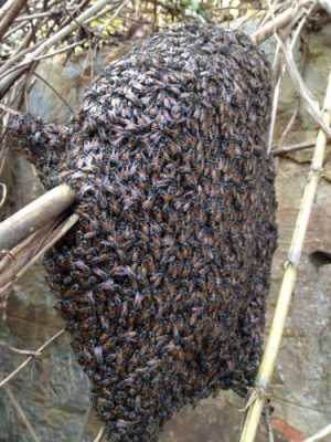 蜜蜂包移地方怎么移,蜜蜂怎么挪窝 