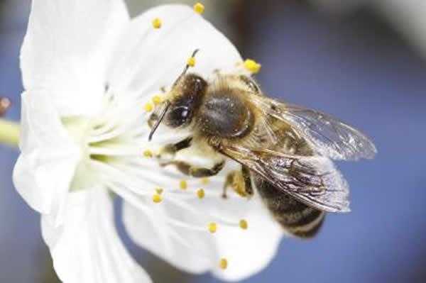 花粉喂蜜蜂有啥作用-花粉喂蜜蜂的比例是多少