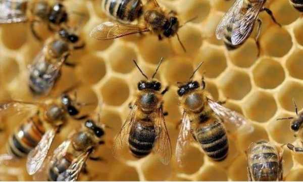 蜜蜂多少繁殖_蜜蜂多久繁殖一次