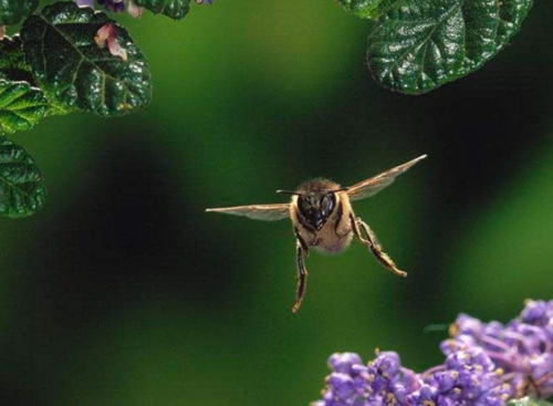 蜜蜂每次能飞多少公里_蜜蜂每天飞行多少公里?