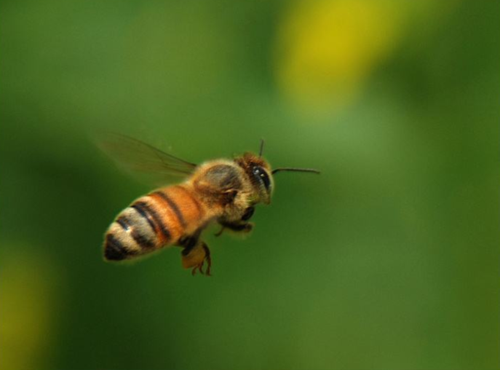 蜜蜂每次能飞多少公里_蜜蜂每天飞行多少公里?
