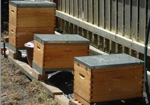 中蜂夏天蜂箱湿度多少合适_中蜂箱内湿度多少合适