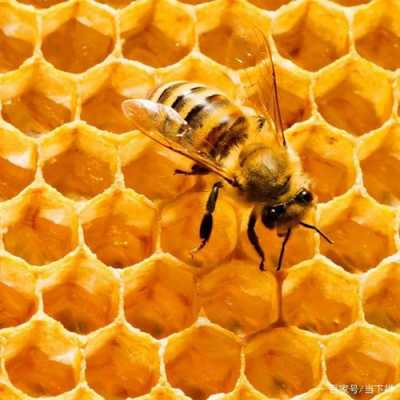 蜜蜂怎么进蜂巢