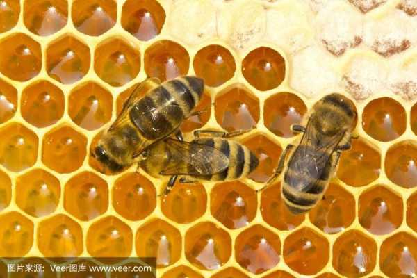 蜜蜂怎么进蜂巢