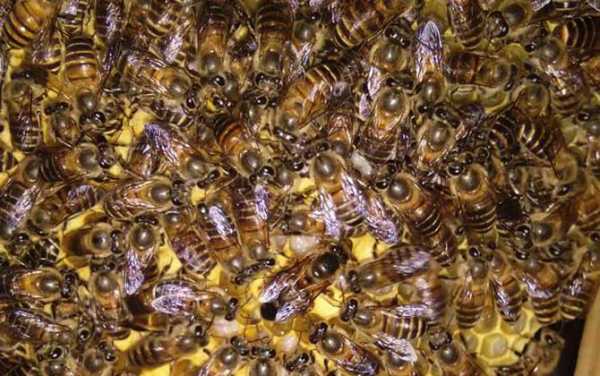 蜜蜂多少温度会散团,蜜蜂多少度开始结团 