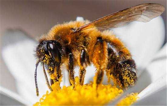 蜜蜂洗脸有什么好处 蜜蜂洗澡有什么好处