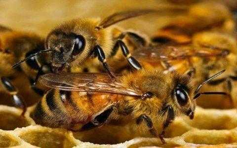 一斤蜜蜂多少钱,一斤蜜蜂多少钱一只 
