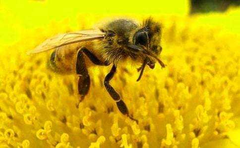 一斤蜜蜂多少钱,一斤蜜蜂多少钱一只 