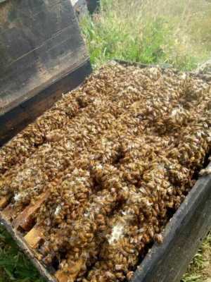 一匹意蜂年产多少蜂蜜_意蜂一箱一年产多少蜜