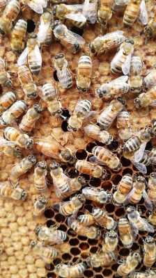 一匹意蜂年产多少蜂蜜_意蜂一箱一年产多少蜜