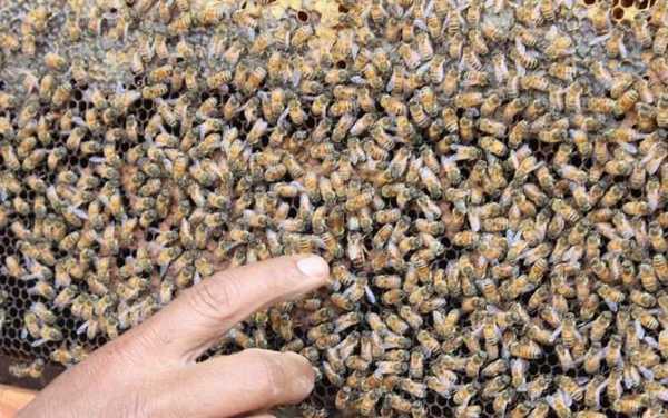 密蜂窝里头有多少只蜜蜂_蜜蜂窝里有蜂王和蜂后吗?