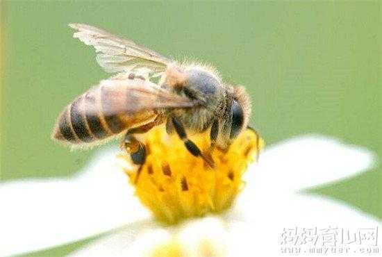 家里有蜜蜂怎么去,家里有蜜蜂怎么处理方法 