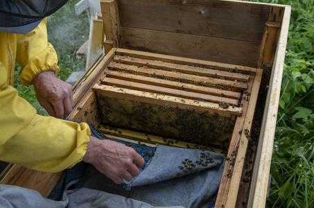 怎么把蜂箱里的蜜蜂赶出来视频
