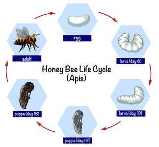 蜜蜂的生产周期