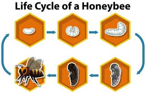 蜜蜂的生产周期