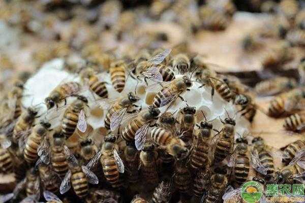 中蜂一天喂多少蜜