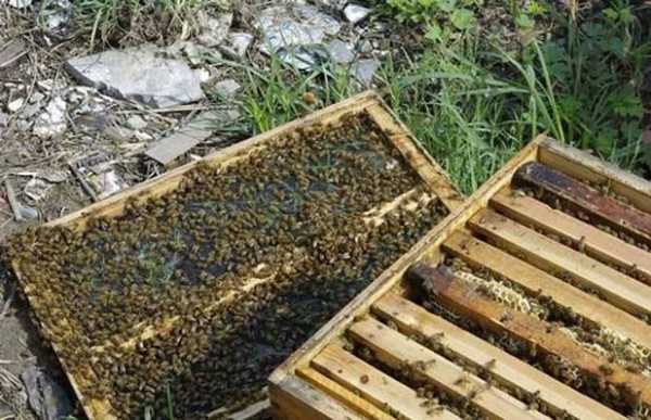  一箱蜜蜂怎么繁育多箱「一箱蜜蜂怎样养几只蜂王视频」