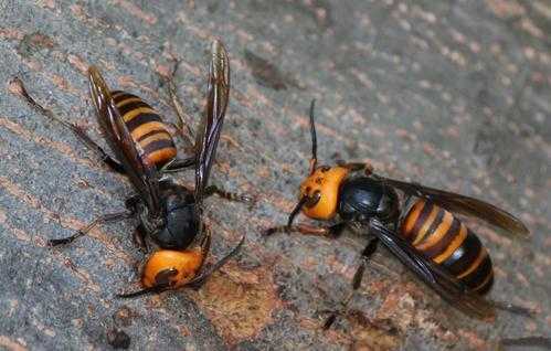 虎头蜂与黄蜂的区别-黄脚虎头蜂一窝多少
