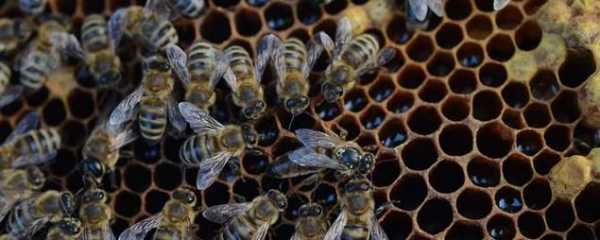 50箱蜜蜂一年产多少蜂蜜,50箱蜜蜂一年能收入多少钱 