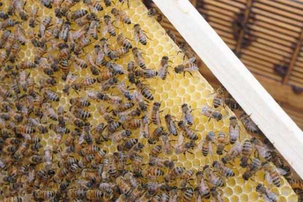  一箱蜜蜂一年能产多少蜂蜜「正常一箱蜂一年可以生产几斤蜂蜜」