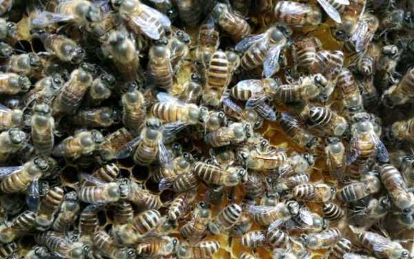 蜜蜂什么时候适合收蜂蜜-什么时候购买蜜蜂
