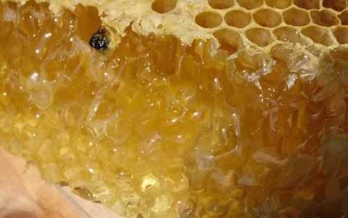 蜂巢怎么熬成蜂蜜_蜂巢蜜怎么熬制